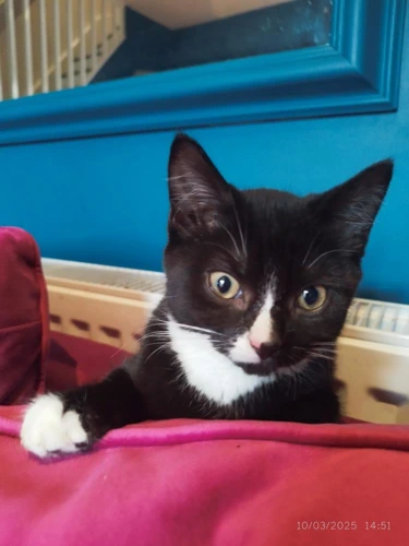 Simon