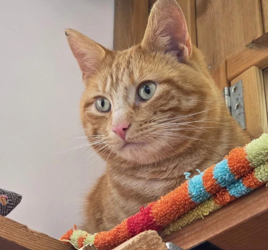Garfield