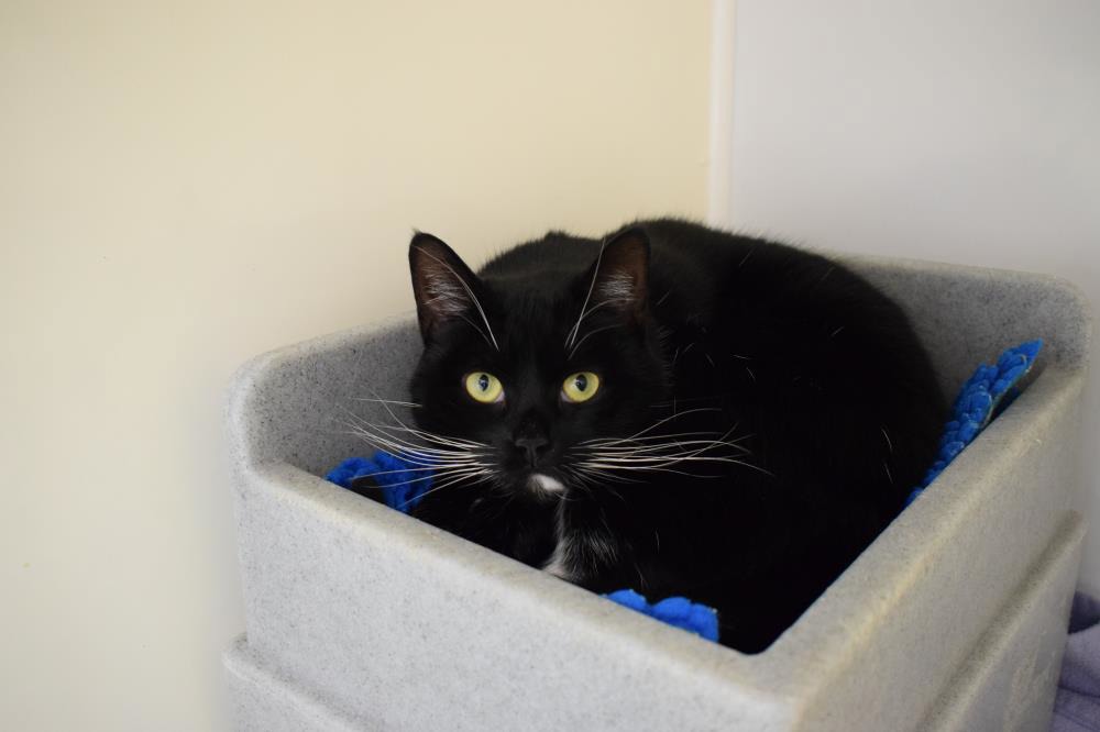 Find a cat near you Adopt a cat Cats Protection