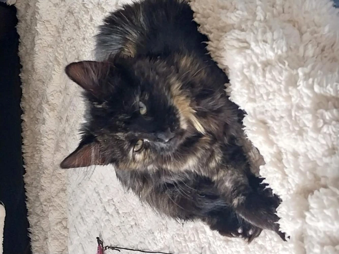 Myrtle