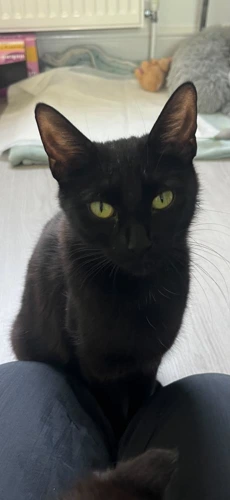 Polly