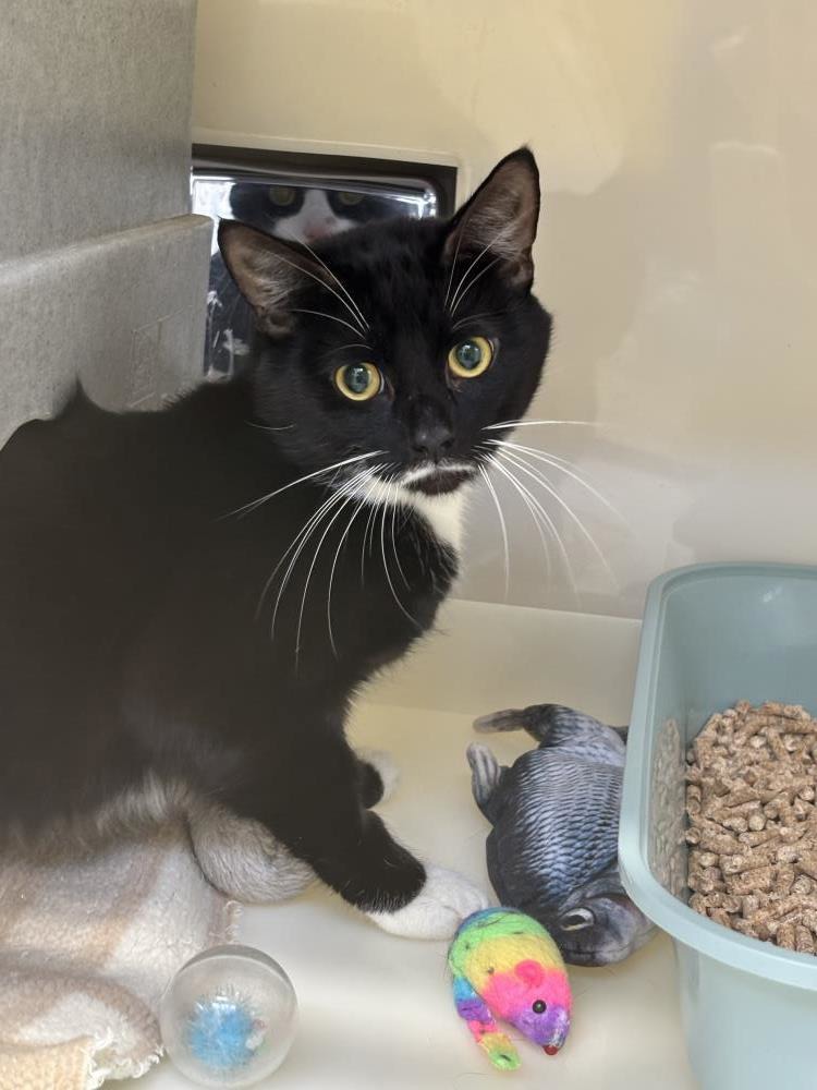 Blade — Domestic Cat