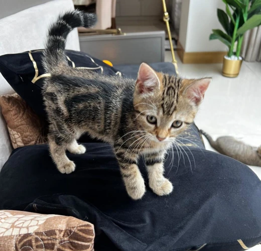 Coco