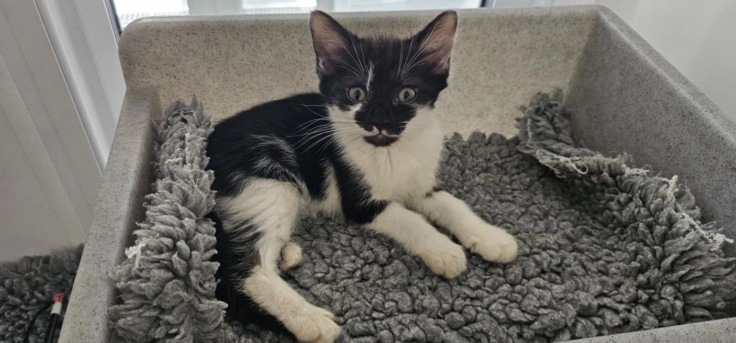 Marmalade