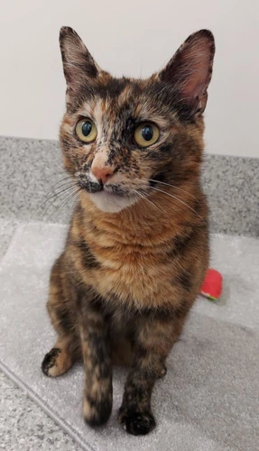 .Marbles 1y female