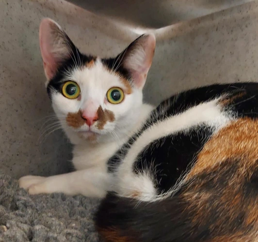 Betsy 1yr old female