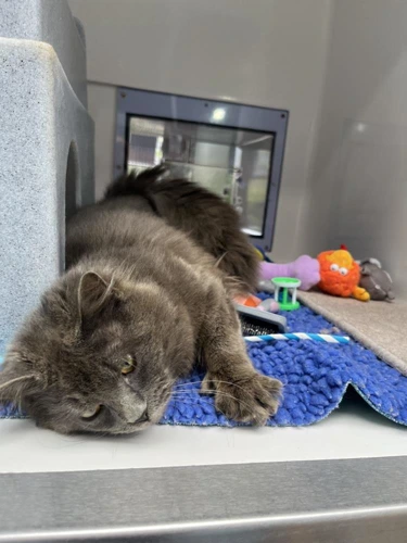 Mittens