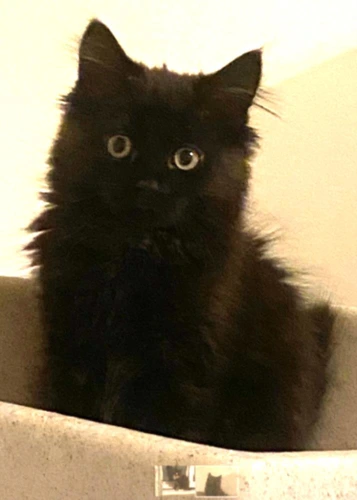 Bean