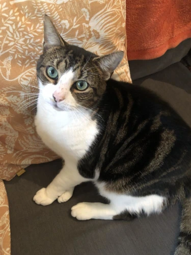 Fang