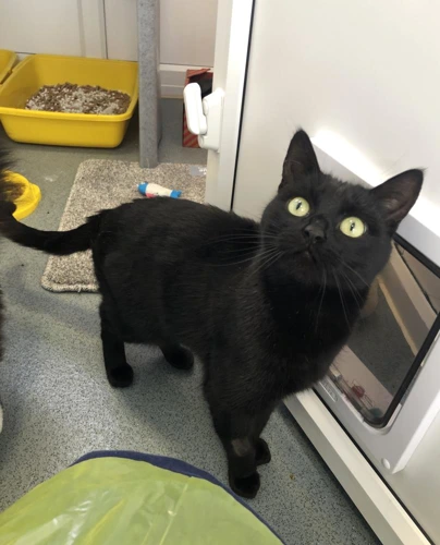 Salem (and Stella)