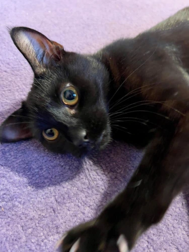 Salem