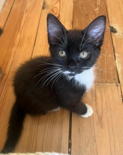 Lola kitten