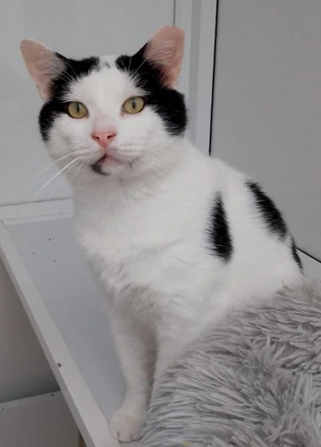 Tinker