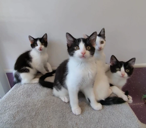 Oreo
