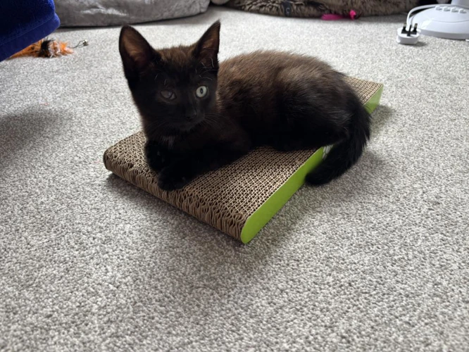 Ebony