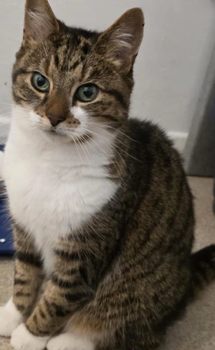 Milly