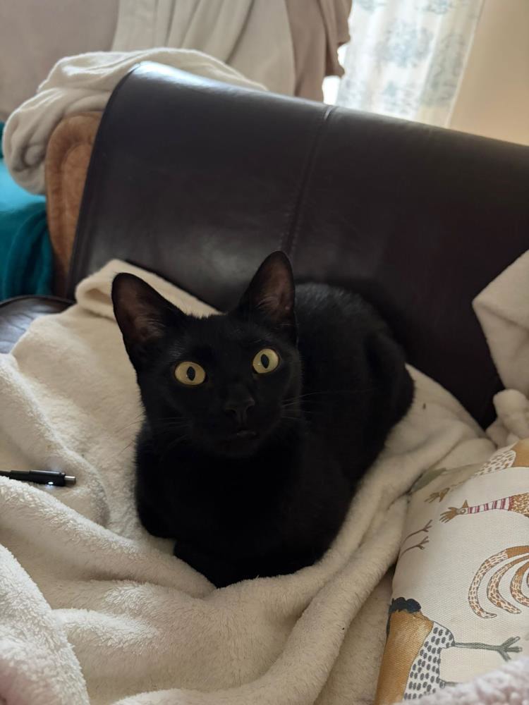 Mumma — Domestic Cat