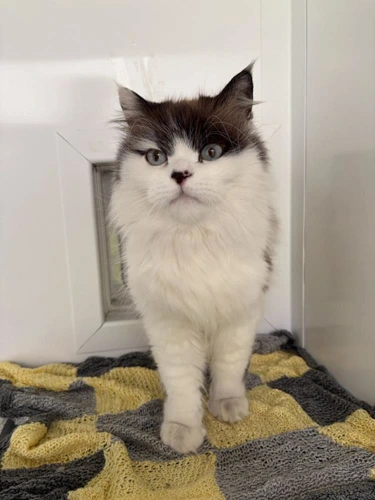 Koji