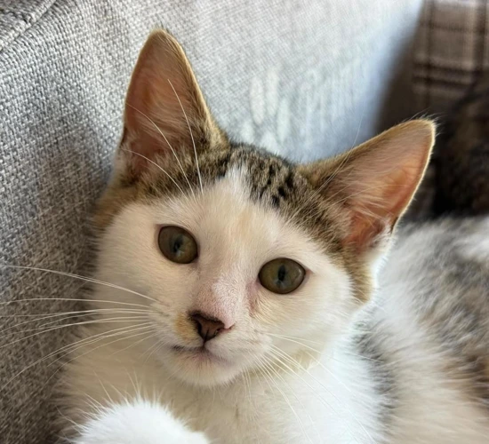 Ham