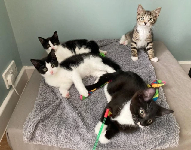 Four kittens