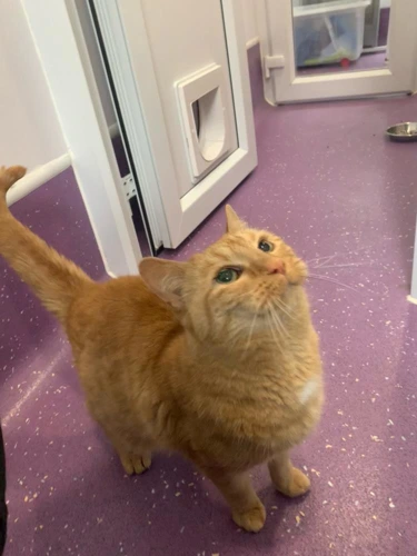 Pat The Cat