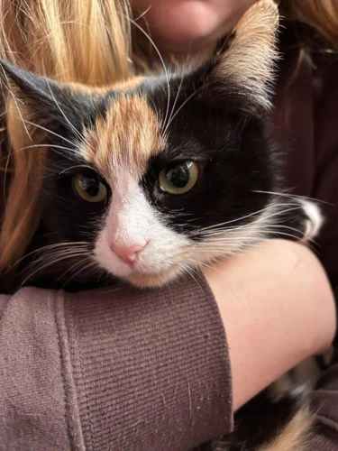Marmalade