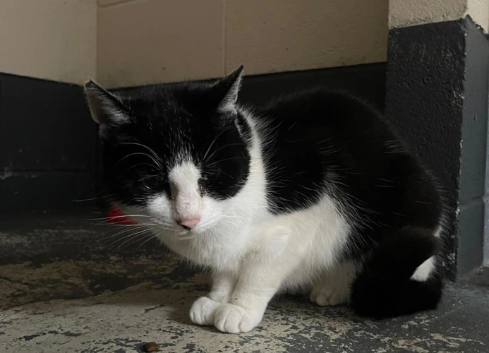 Cats Protection Bolton & Radcliffe