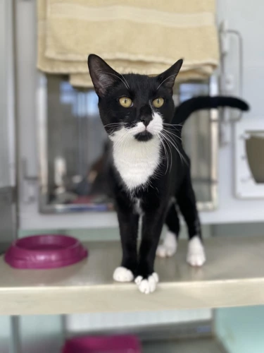 Tom