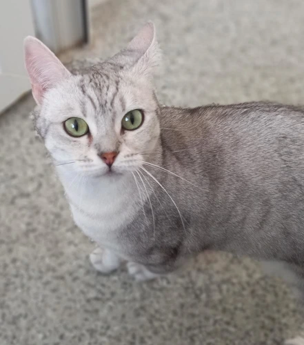 Sylvie