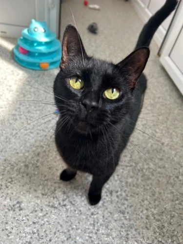 Minnie