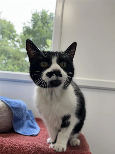 Tash