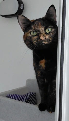 Millie