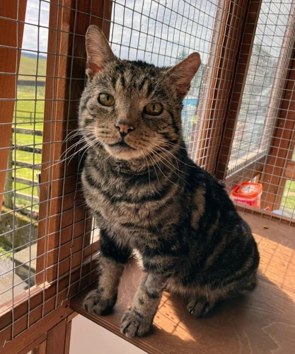Tigger 15-2025
