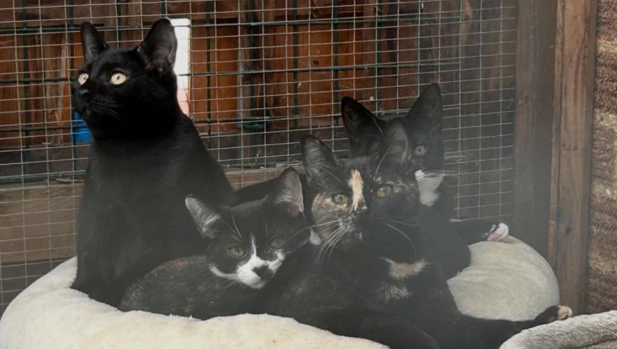 Young cats available
