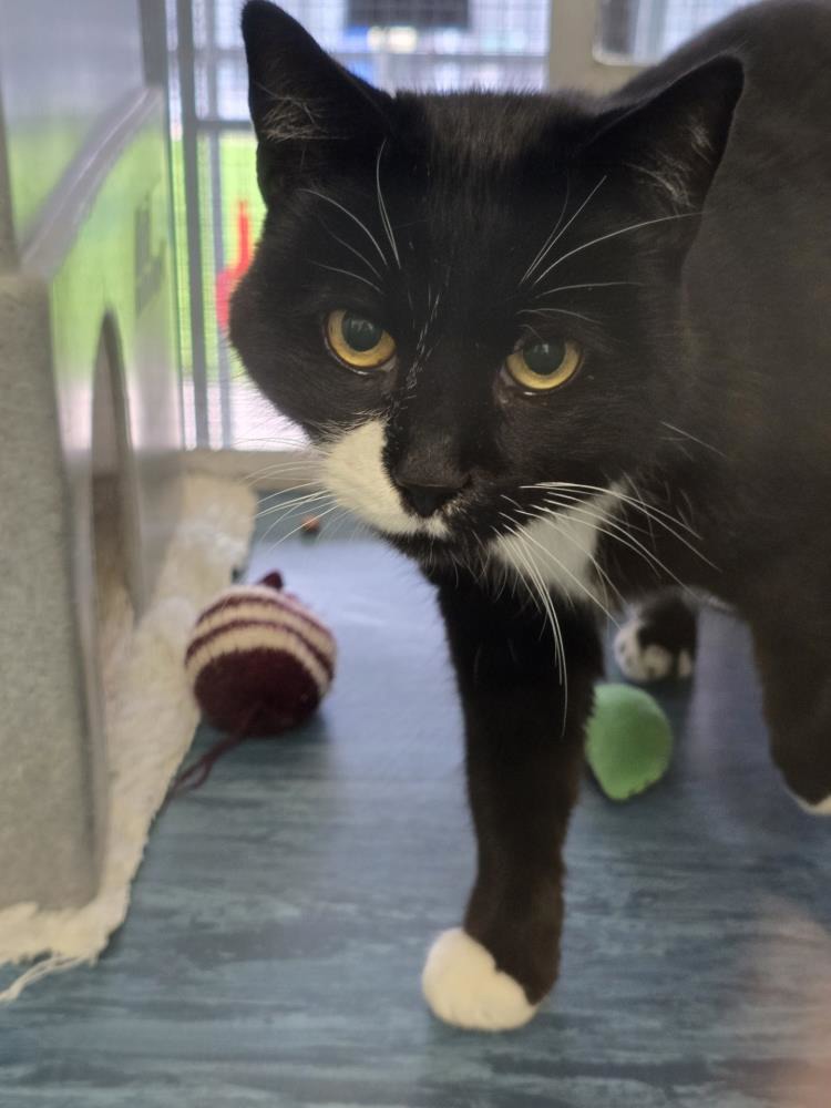 Murphy Moon — Domestic Cat