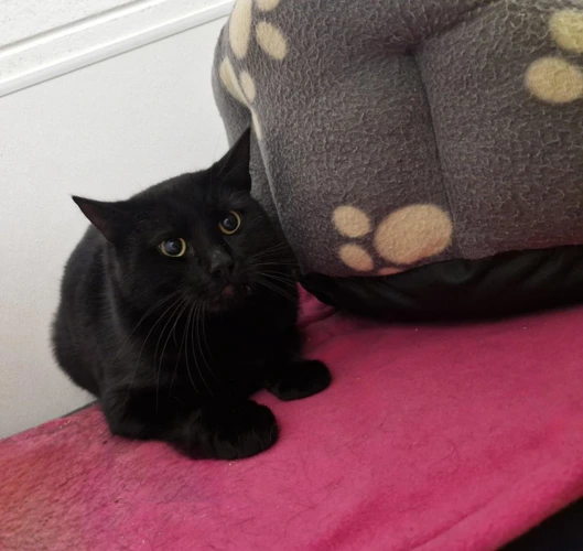 Sooty