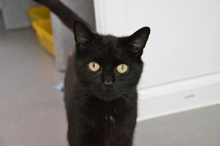 Sooty