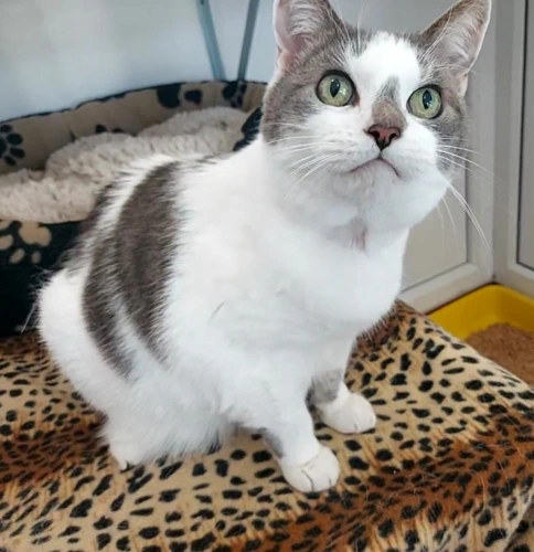 Pepper