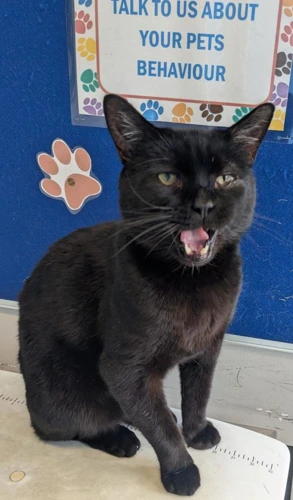 Dinozzo