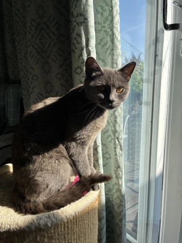 Anya