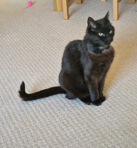 Doris
