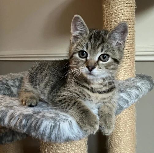 Louie
