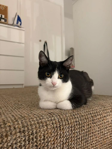 Lila