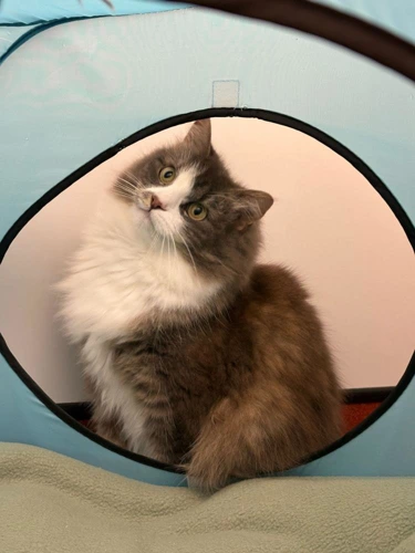 Lola