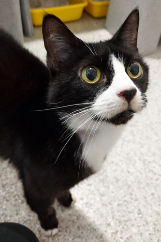 Angel 11y and 9 month old female