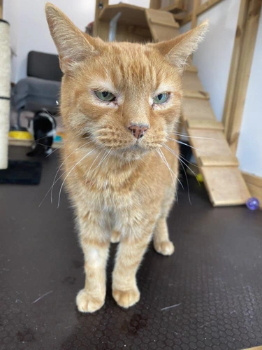 Tabby