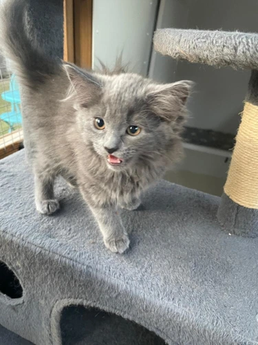 Clemmy