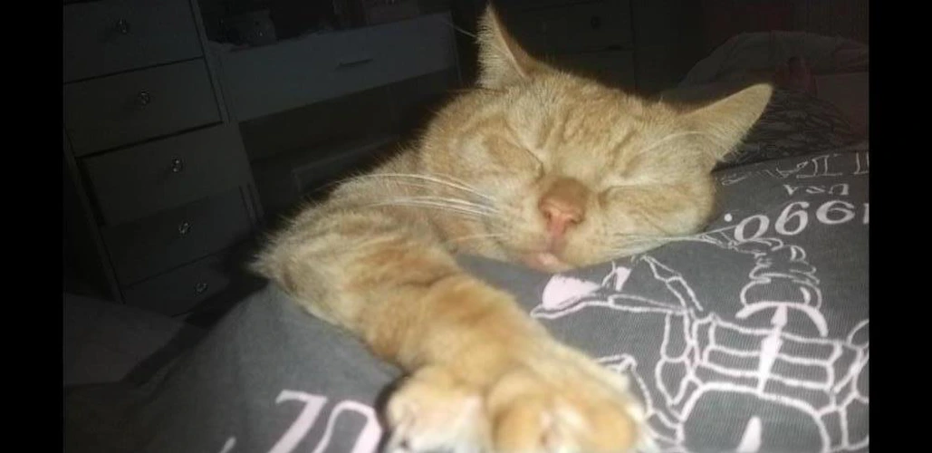Ollie