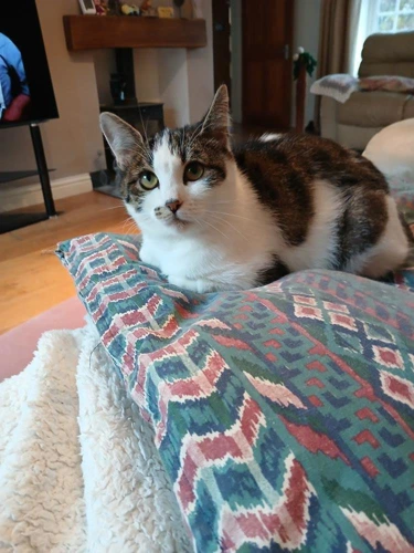 Pepper