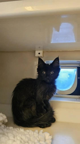 Dove Tail
